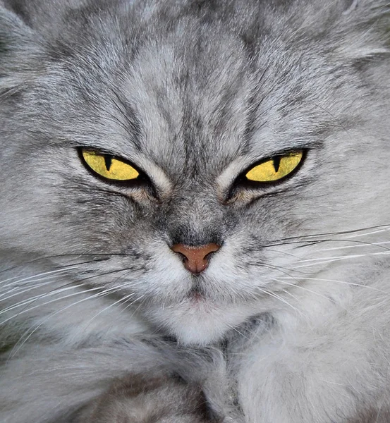 Retrato Gato Bonito — Fotografia de Stock