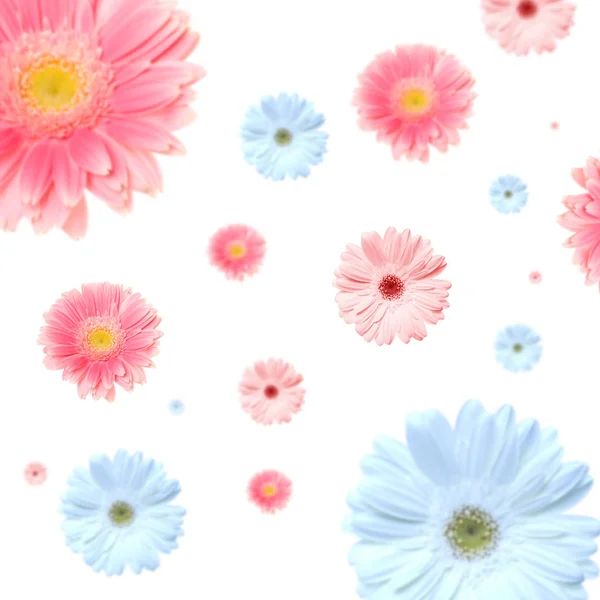 Gerbera Kwiat Letni Płatki Kwiatowe — Zdjęcie stockowe
