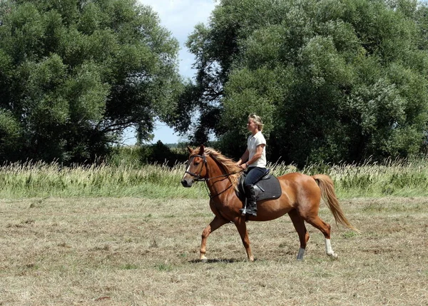 Horse Rider Driving Lessons — Stock Photo, Image