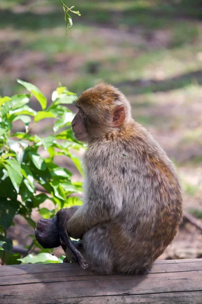 Opice Přírodě — Stock fotografie