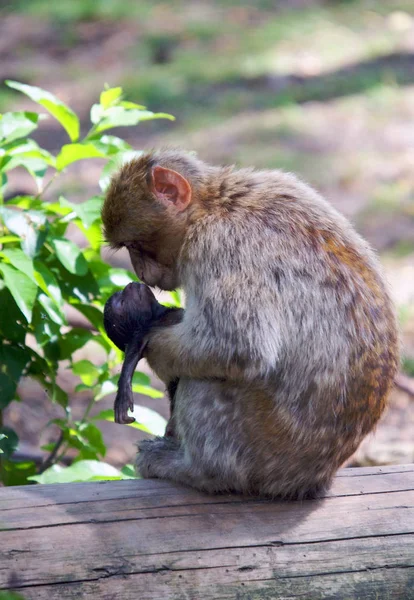 Primates Mono Animales Vida Silvestre — Foto de Stock