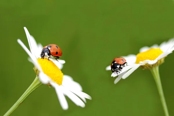 可愛いテントウムシの姿を間近で見る — ストック写真