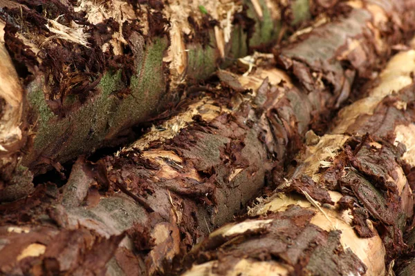 Tronco Árbol Abedul Madera — Foto de Stock