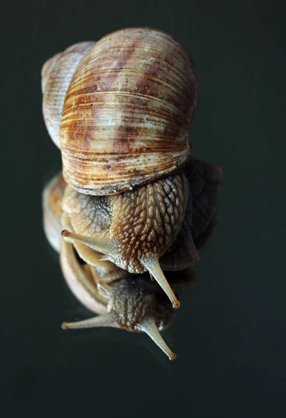 Ślimak Mięczak Spiralny Bezkręgowy — Zdjęcie stockowe