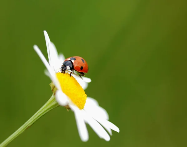 Detailní Pohled Roztomilý Beruška Hmyz — Stock fotografie