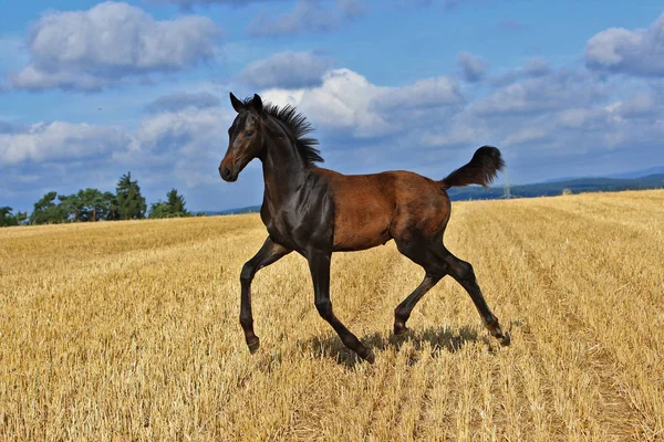 Hästar Utomhus Dagen — Stockfoto