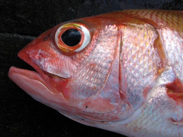 Риба Чорному Тлі — стокове фото