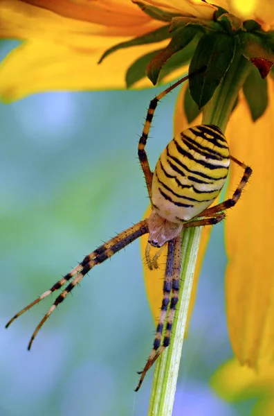 Spider Insect Spooky Animal — Stock Photo, Image