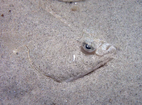 Meereslebewesen Meerwasserfauna — Stockfoto