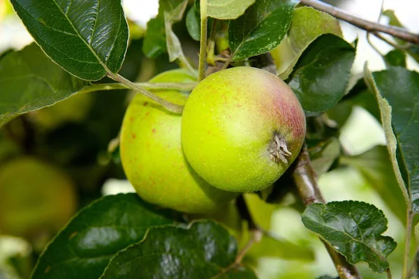 Πράσινα Μήλα Στο Δέντρο — Φωτογραφία Αρχείου