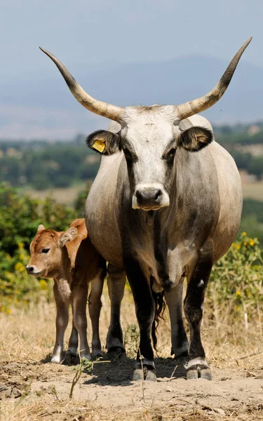 Коровы Поле — стоковое фото