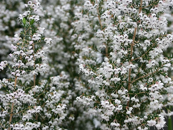 Mer Fleurs Printemps — Photo