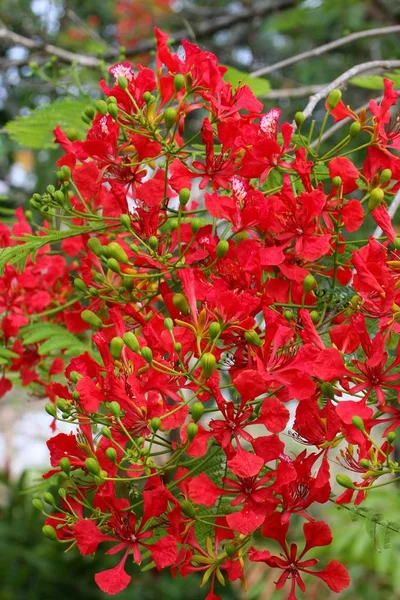 Bellissimi Fiori Sfondo Concetto Floreale — Foto Stock