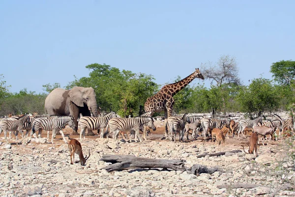 Grupo Zebras Parque — Fotografia de Stock