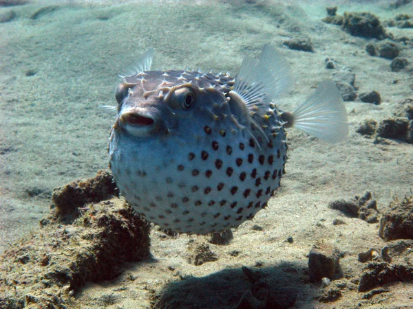 Pufferfish Sea Underwater Marine Life — Stock Photo, Image