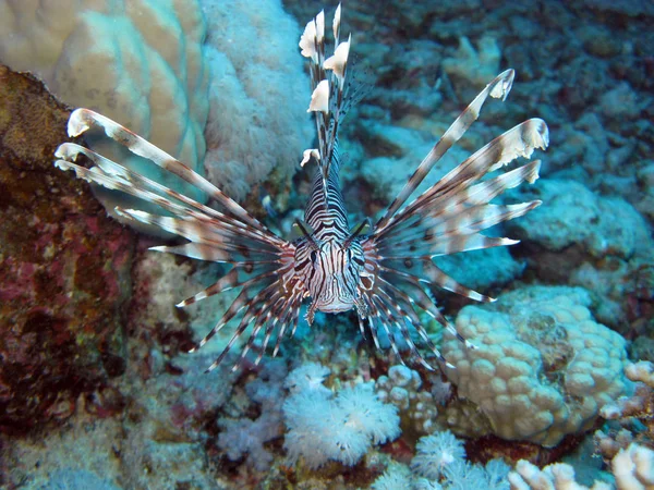 Vita Marina Pesce Leone Marino Acqua Animali Acquatici — Foto Stock