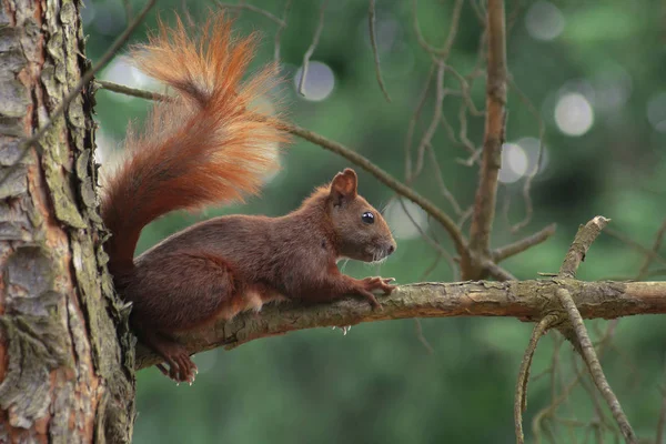 Djurlivsscenen Vacker Natur — Stockfoto