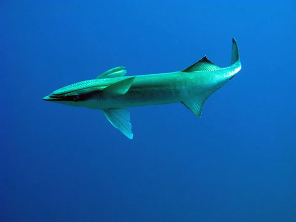 Fondo Pantalla Tema Marino Tiro Bajo Agua — Foto de Stock