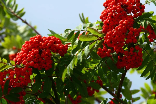 Mooi Botanisch Schot Natuurlijk Behang — Stockfoto