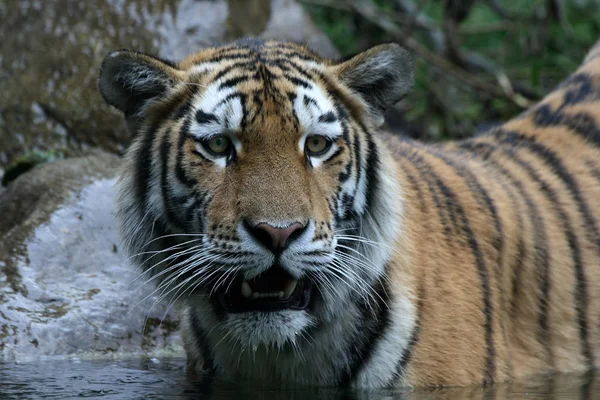 Predator Wildcat Striped Tiger Animal — Stock Photo, Image