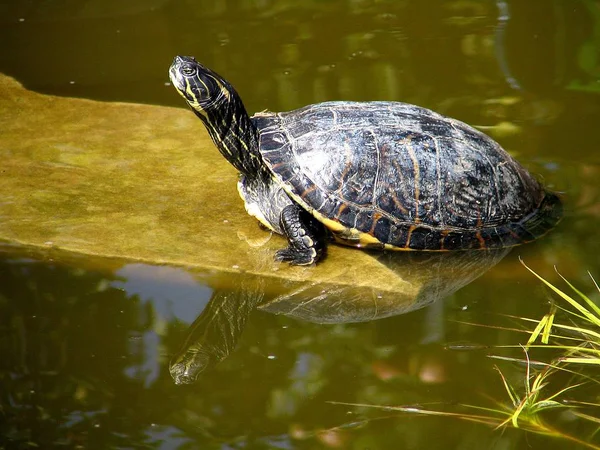 Tropische Schildpad Dier Natuur Fauna — Stockfoto