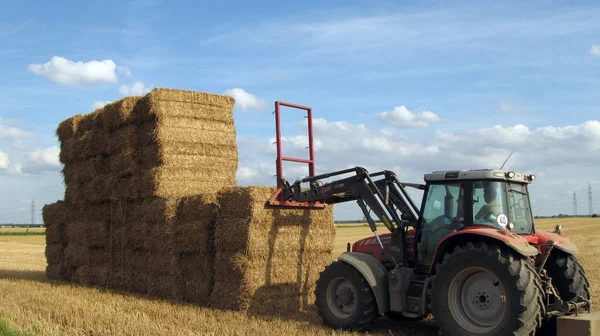 Campo Maíz Con Fardos Agricultura — Foto de Stock