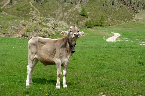 Vista Del Tirol Del Sur Alto Adigio Una Provincia Noreste — Foto de Stock