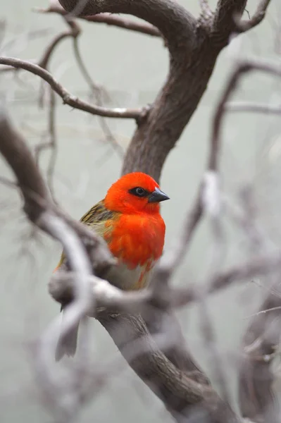 Observação Pássaros Pássaro Bonito Natureza Selvagem — Fotografia de Stock
