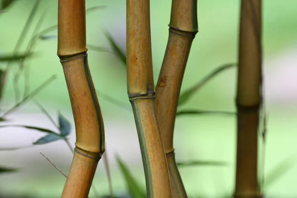 Hermoso Plano Botánico Fondo Pantalla Natural — Foto de Stock