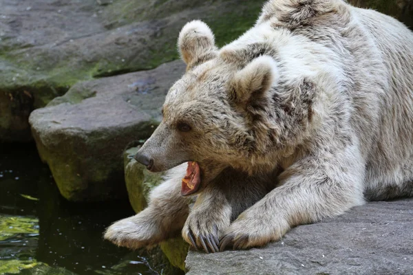 Faunę Niedźwiedzie Brunatne Dzikie Zwierzęta — Zdjęcie stockowe