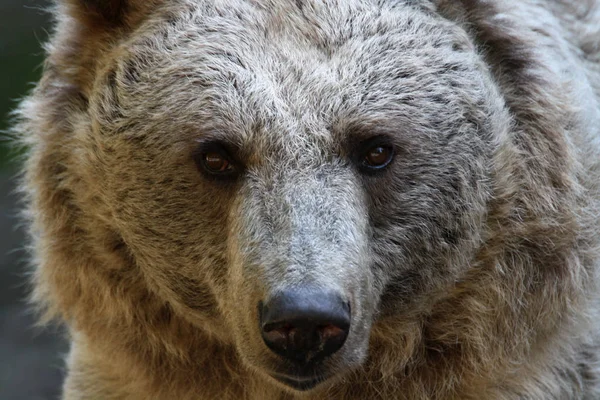 Fauna Brown Urso Animais Selvagens — Fotografia de Stock