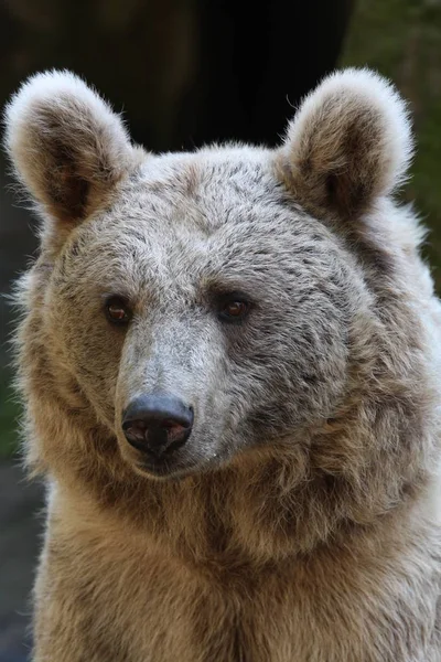 棕熊动物野生动物 — 图库照片
