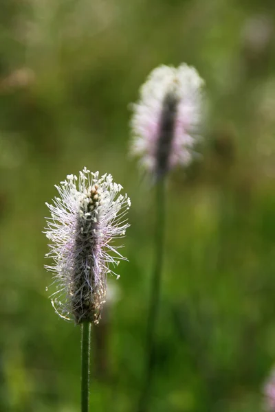 Vackra Blommor Blommigt Koncept Bakgrund — Stockfoto