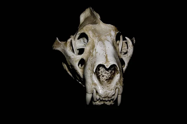 トラの頭蓋骨を — ストック写真