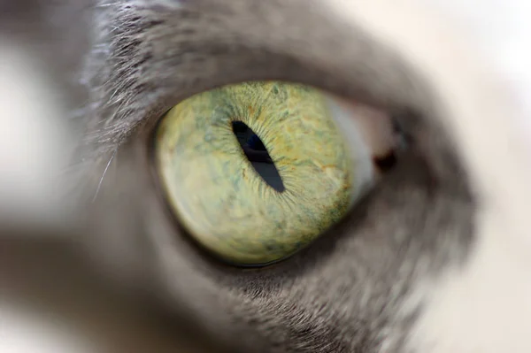 Olho Gato — Fotografia de Stock
