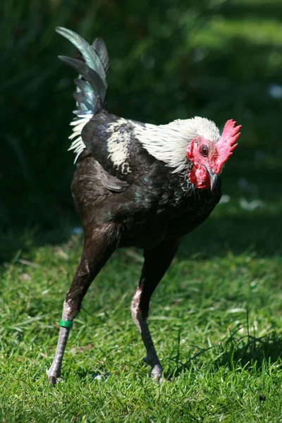 Festői Kilátás Gyönyörű Madár Természetben — Stock Fotó