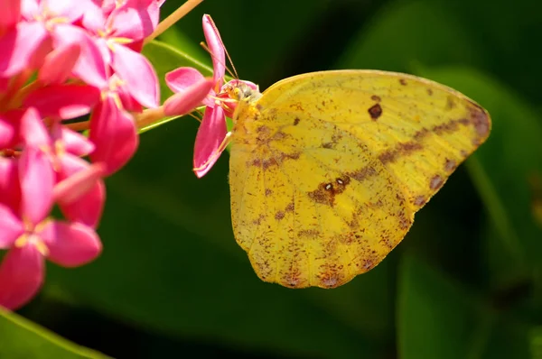 Sulfur Butterfly Cloudless Sulphur Phoebis Sennae — Stock Photo, Image