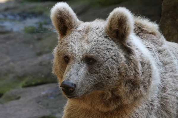 Fauna Brown Urso Animais Selvagens — Fotografia de Stock