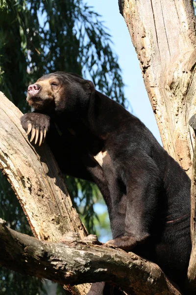 Μια Αρκούδα Στο Δέντρο Άγρια Κατάσταση — Φωτογραφία Αρχείου