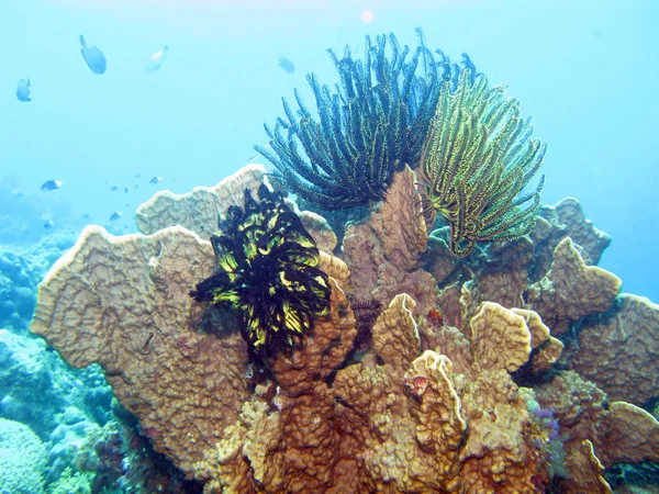 Szenischer Blick Auf Die Unterwasserwelt — Stockfoto