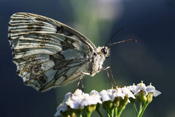 Schackbrädet Eller Schackbrädet Fjäril Fjäril Från Familjen Nymphalidae — Stockfoto