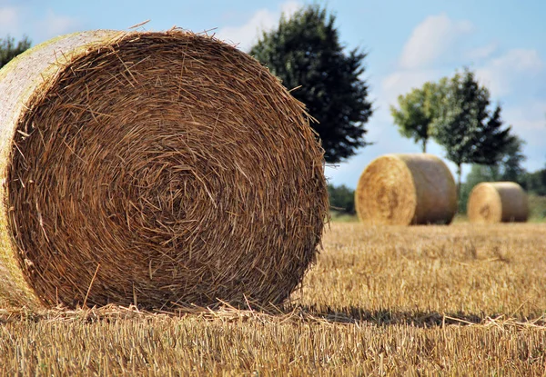 Agriculture Field Harvest Straw Bales — Stock Photo, Image