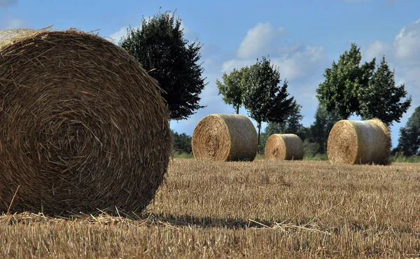 Συγκομιδή Αγρών Αγγουράκια — Φωτογραφία Αρχείου