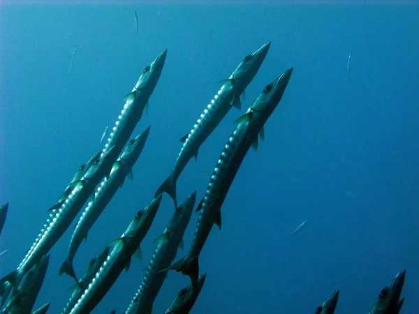 Υποβρύχια Φωτογραφία Barracuda Κολύμπι Στο Νερό — Φωτογραφία Αρχείου