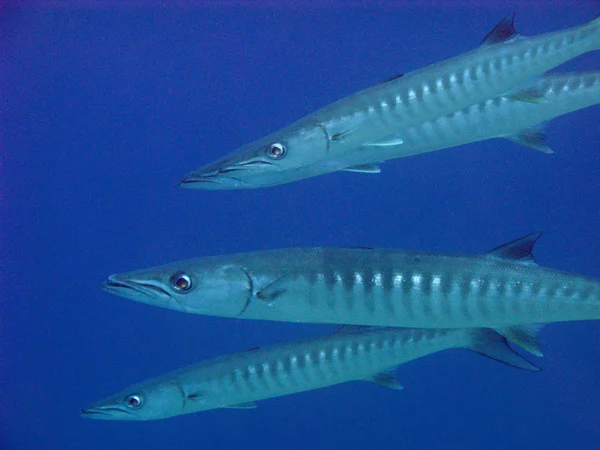 Foto Subaquática Natação Barracuda Água — Fotografia de Stock