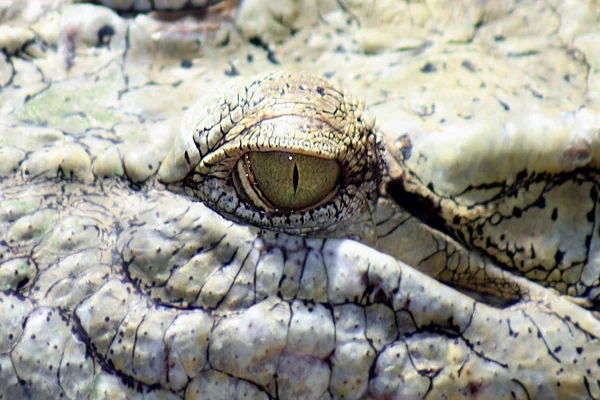 Crocodilo Jacaré Carnívoro Animal — Fotografia de Stock