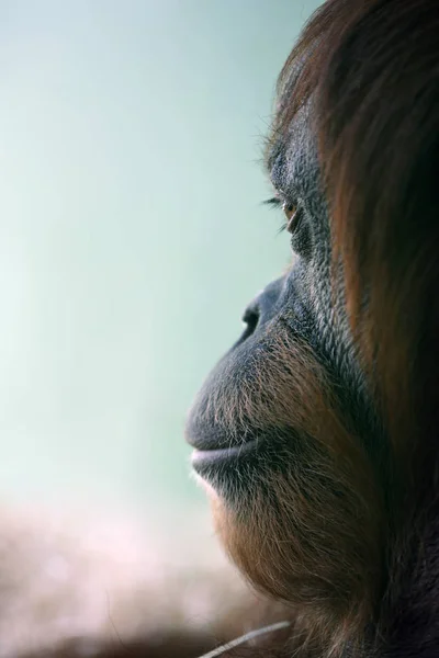 サル霊長類動物野生動物 — ストック写真