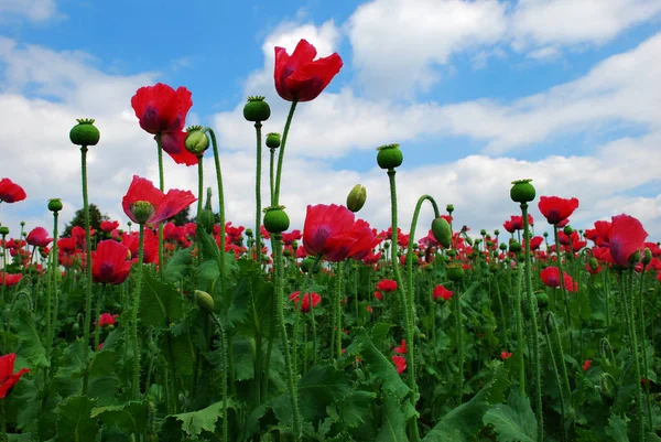 Vista Cerca Hermosas Flores Amapola Silvestre — Foto de Stock