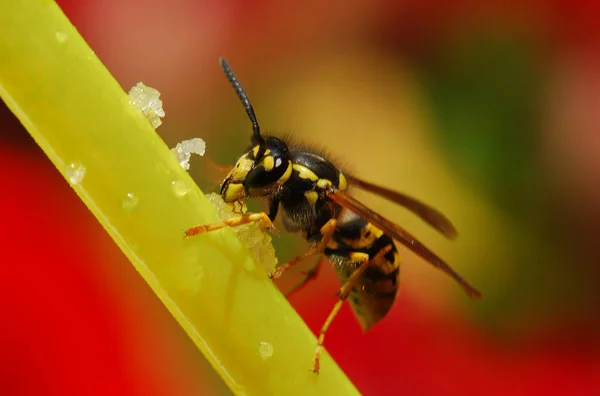 Vista Vicino Degli Insetti Vespa Macro Shot — Foto Stock