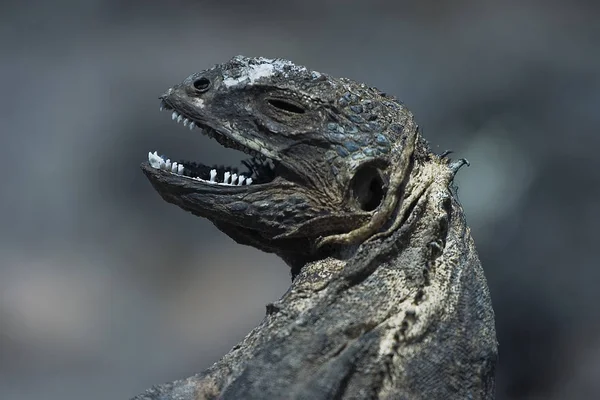 Экзотическое Животное Ящерица Рептилия — стоковое фото